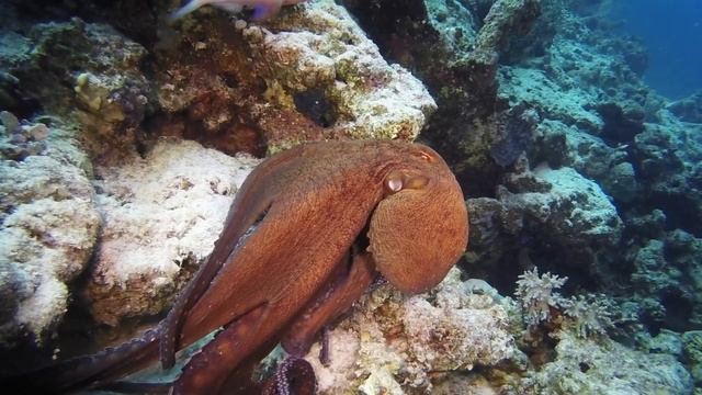 Осьминоги/Octopuses смотреть онлайн