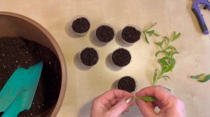 Вербена бонарская размножение черенками