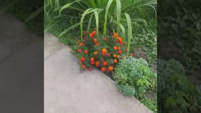 Клубника,Елизавета 2,часть 2