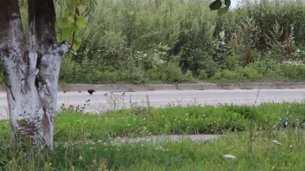 Оптический зум или цифровой