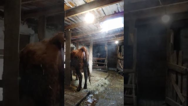 Отел коровы. от начала до конца. наконец дождалась я ее отела. (2) смотреть онлайн