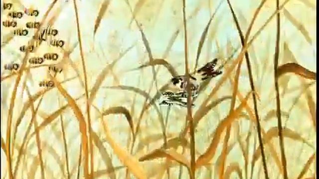 осы лисы совы