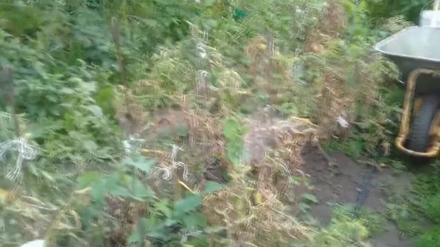 Жечь или не жечь ? Вот в чем вопрос . смотреть онлайн