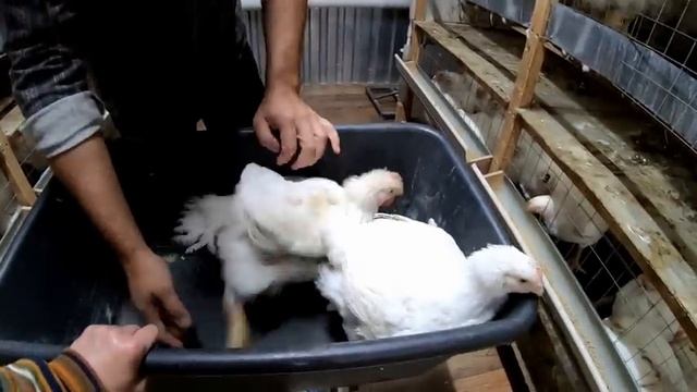 КОГО ВЫБРАТЬ? / РОСС - 308 ИЛИ КОББ - 500? / КАКАЯ РАЗНИЦА? смотреть онлайн