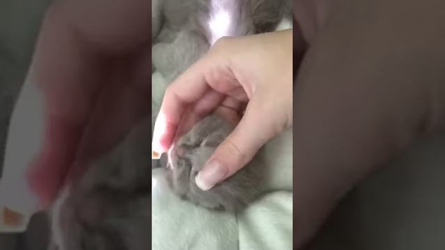 Британские вислоухие котята (британцы в месяц) | British shorthair kitty смотреть онлайн