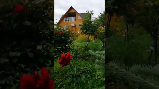 НАША ДАЧА ЛИСТВЕННИЦА смотреть онлайн