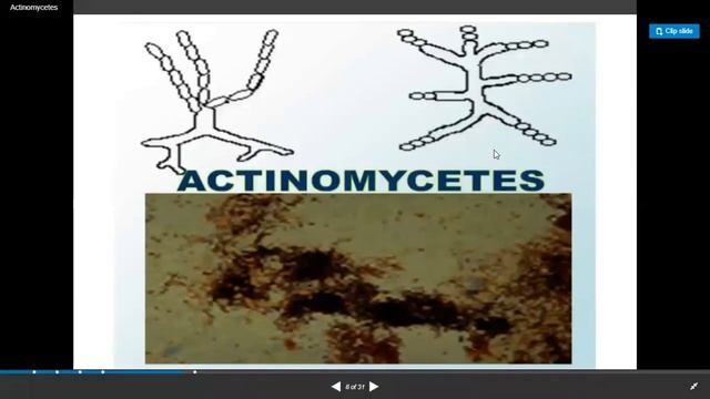 Streptomyces
