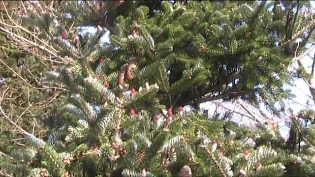 Korean Fir (Abies Koreana ' ) Spring Cones