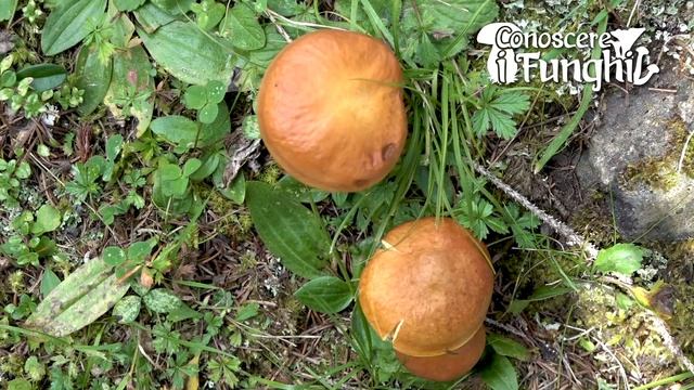 Conoscere i Funghi_16 Suillus grevillei 200918 смотреть онлайн