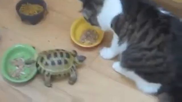 Кусачая дикая черепаха смотреть онлайн