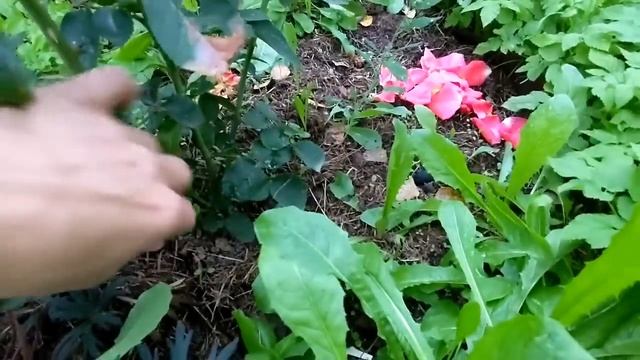 Сад без любви и заботы сирота. 2 сентября 2023 г. смотреть онлайн