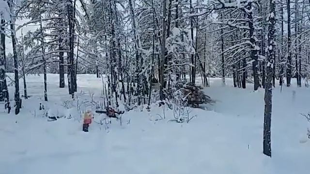Королла зверь возит дрова смотреть онлайн