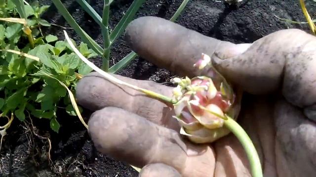 Чеснок Григорий Комаров. Урожай 2019 смотреть онлайн