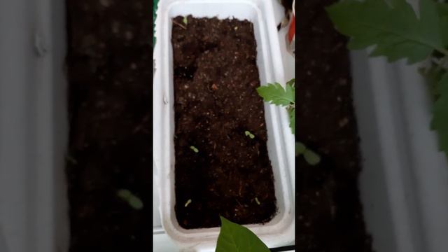 Благовещение! смотреть онлайн