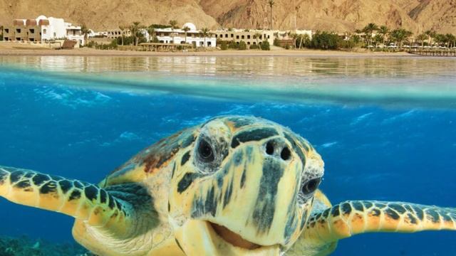 Муж всегда ездил отдыхать без жены, она проучила его и свекровь, которая покупала путевки смотреть онлайн