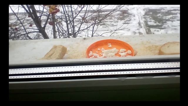 Что едят синицы? смотреть онлайн