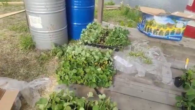 Отзыв: Наш заказчик о полученых саженцах клубники от Ферма "Омская Ягода" смотреть онлайн