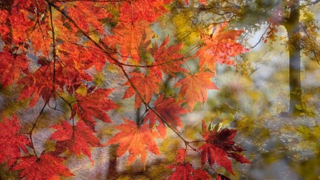 Осенний лес релакс смотреть онлайн