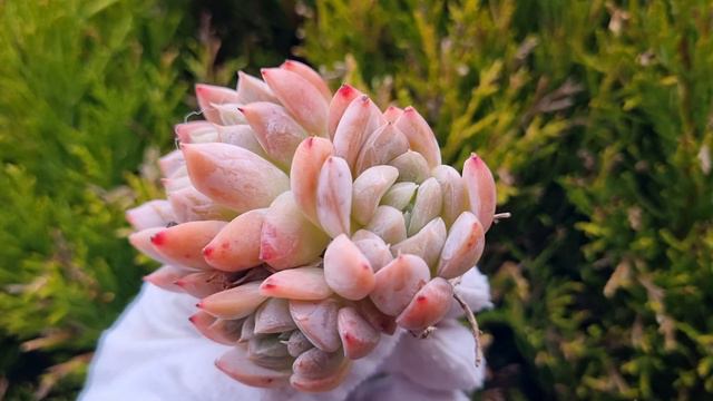 Echeveria Elsa смотреть онлайн