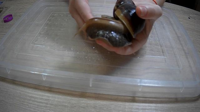 Улитка Ахатина, уход, кормление и содержание. Snail Achatina, Care, Feeding And Maintenance