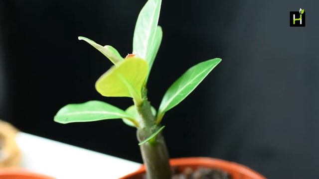 How to Care For an Adenium Plant (Desert Rose) - Harvyora смотреть онлайн