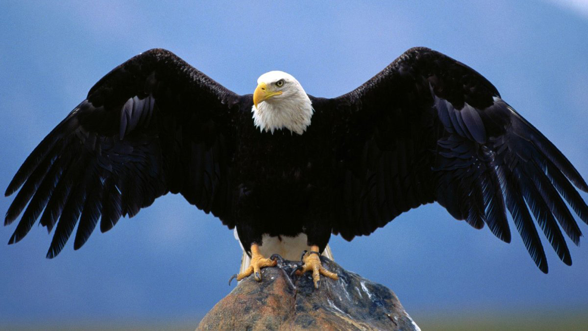 BBC. Могучие орлы (документальный фильм, 2020) смотреть онлайн