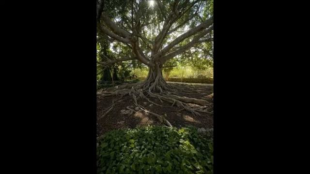Ancient Teachings: Ceiba Tree