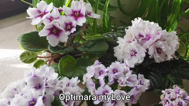 Фиалки крупным планом. Сорта "глазастики" смотреть онлайн