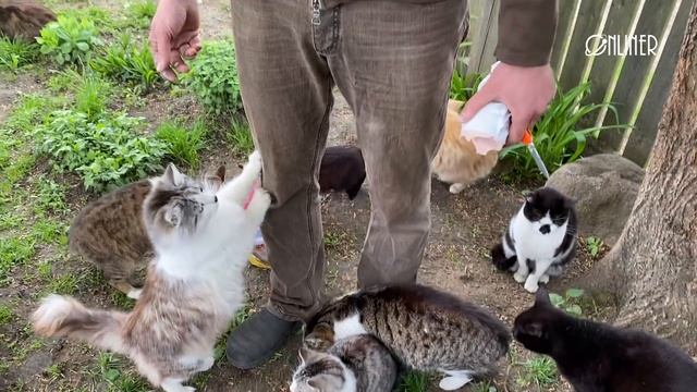 Завел 30 котов у себя дома смотреть онлайн