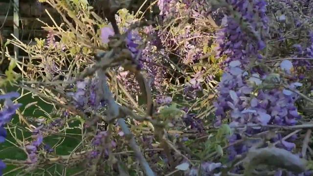 ヒーリング音楽と自然風景　藤の花　Wisteria ＆Healing Music смотреть онлайн