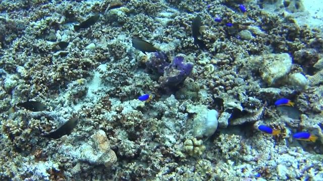 Facts: The Yellowtail Blue Damselfish смотреть онлайн