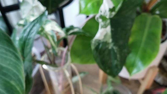 Office Houseplant Tour! Check Out My Plant Room!