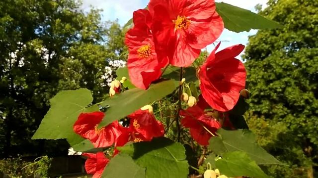 Самый эффектный комнатный цветок. Абутилон белла красный. Комнатный клен I Abutilon Bella red смотреть онлайн