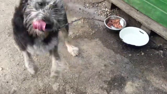 Приют Майский День, Иваново , Терри смотреть онлайн