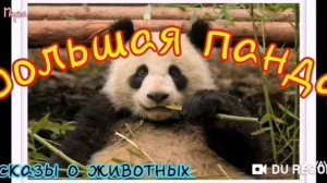 Большая ПАНДА--рассказ--автор Диана Удовиченко