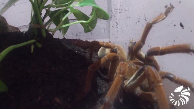 Basic facts about Theraphosa Stirmi (Burgundy Goliath Bird Eater) смотреть онлайн