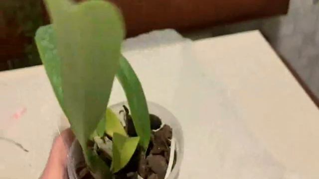 Cattleya Labiata coerulea и Cattleya Dowiana. смотреть онлайн