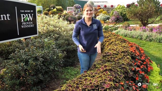 FALL UPDATE: COLORBLAZE WICKED WITCH Coleus