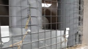 НОВОЕ МЯСО ЗАРАБОТАЛ НА КРОЛИКАХ Разведение КРОЛИКОВ на мясо Кролики