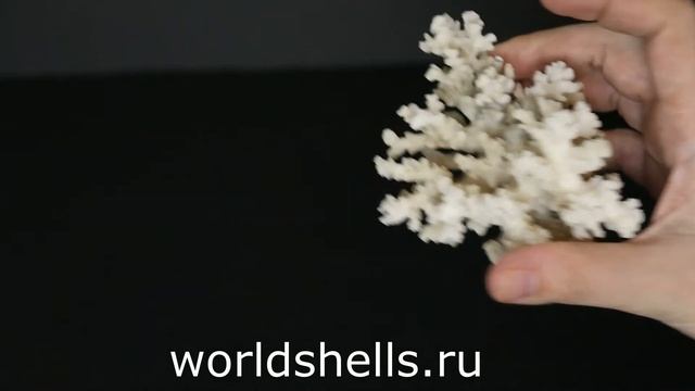 Коралл Поциллопора 7 см. смотреть онлайн