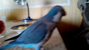 Калита монах квакер обедает quaker parrot...