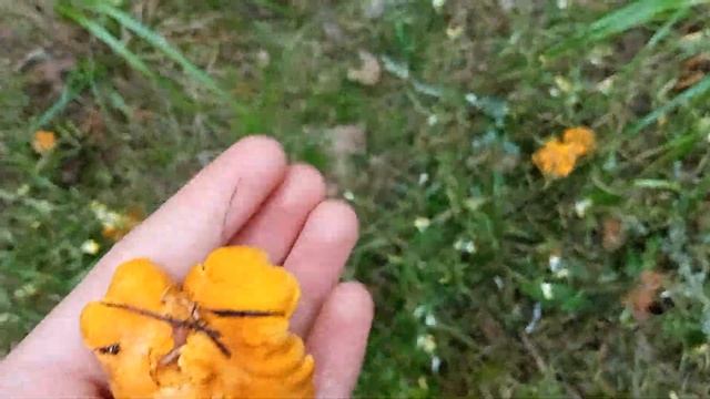 начался сезон охоты на лисичек смотреть онлайн