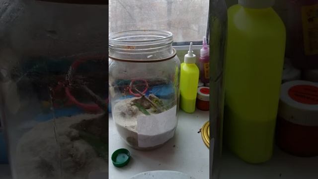 Мой новый питомец солдатик. Как содержать и кормить солдатиков