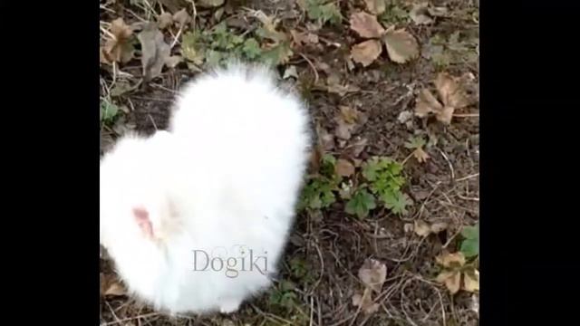 Померанский шпиц девочка - Купить щенка померанского шпица белого окраса - Питомник шпицев Москва смотреть онлайн