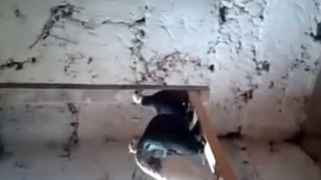 Голубятня в Шымкенте смотреть онлайн