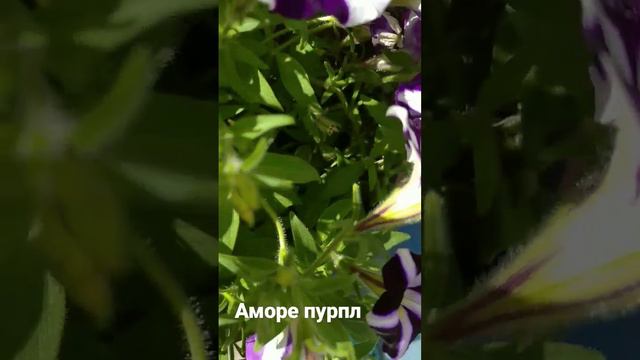 вегетативная петуния аморе пурпл.           Amore Purple