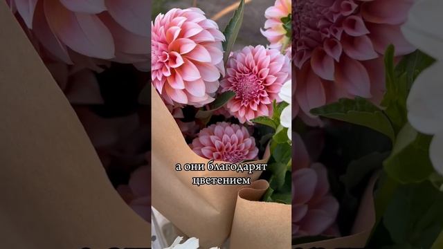 Благодарная долгоцветущая культура приносит до 25тыс.руб.с квадратного метра! Георгины - любовь смотреть онлайн