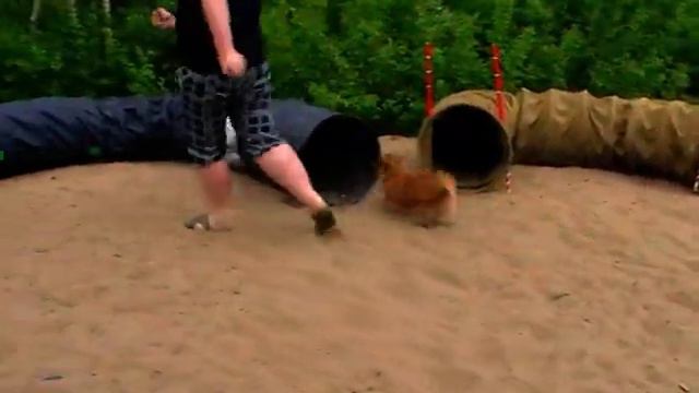 Коля и Жуля на Аджилити