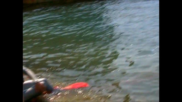 GV GOLD GEOLOGY & new generation & марафон владик японское море геологический спорт смотреть онлайн