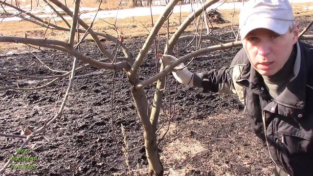 КАК ПРАВИЛЬНО ОБРЕЗАТЬ ЯБЛОНЮ//ФОРМИРОВАНИЕ КРОНЫ//МОЯ ЛЮБИМАЯ УСАДЬБА смотреть онлайн